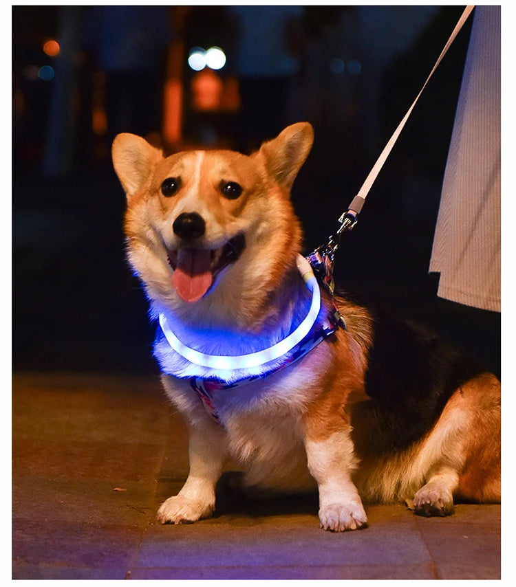 Collare Per Cani LED Ricaricabile USB Lampeggiante Luce Di Sicurezza E Visibilità Per Animali Domestici