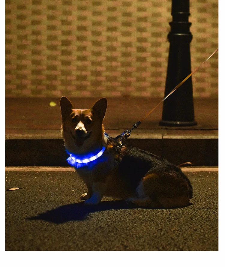Collare Per Cani LED Ricaricabile USB Lampeggiante Luce Di Sicurezza E Visibilità Per Animali Domestici