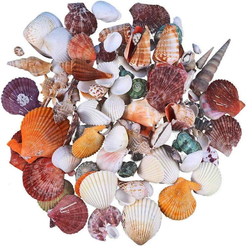 Conchiglie Di Mare Miste Dimensioni Da 200 A 250 Grammi Per Decorazioni Spiaggia Matrimonio Casa Acquario Diy
