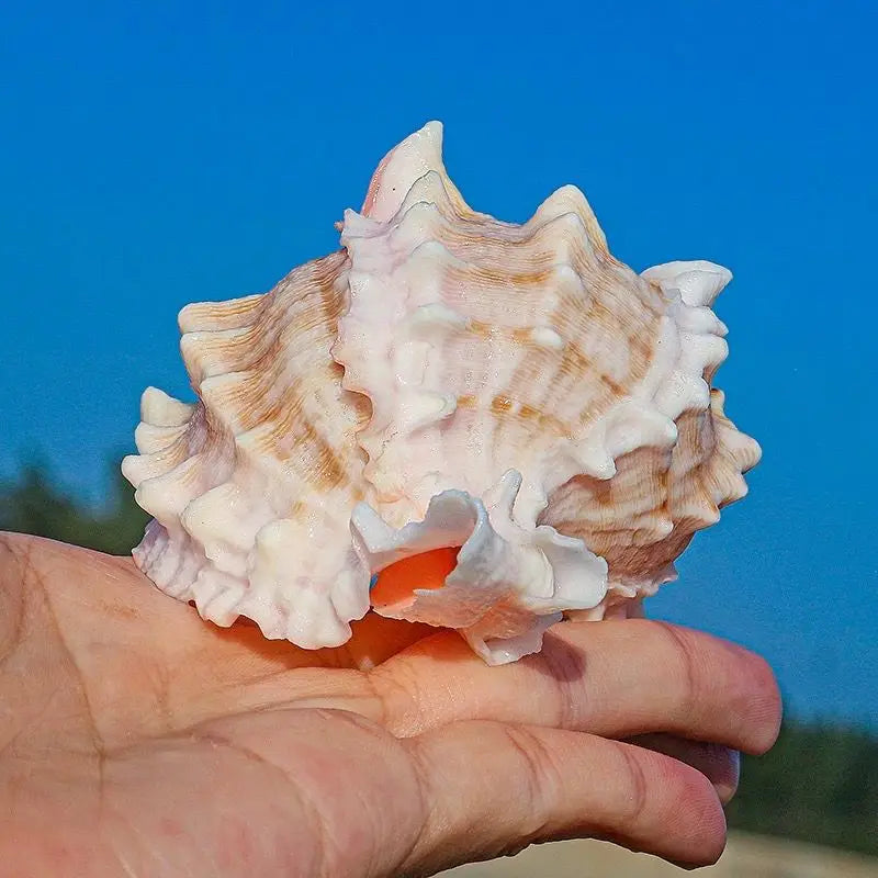 Conchiglia Naturale Guscio Arrotolato Per Pesci E Granchi Eremita Sostitutivo Grande Decorazione Acquario Creativo