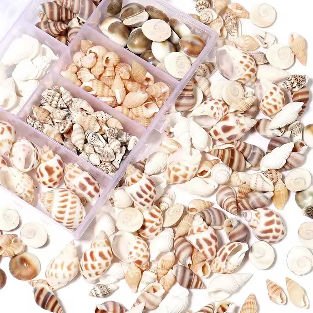 Scatola Di Conchiglie Di Mare Spirali Piccole Per Artigianato Decorazione Acquario Paesaggio Oggetti Scena Fotografia
