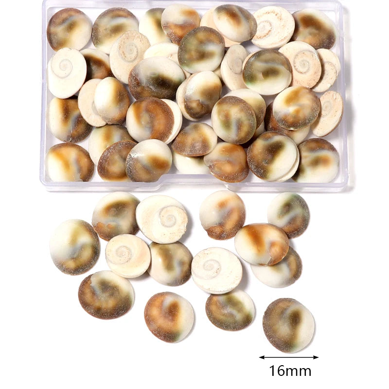 Scatola Conchiglie di Mare a Spirale Piccole per Decorazioni Acquario Accessori Paesaggistici Fotografia