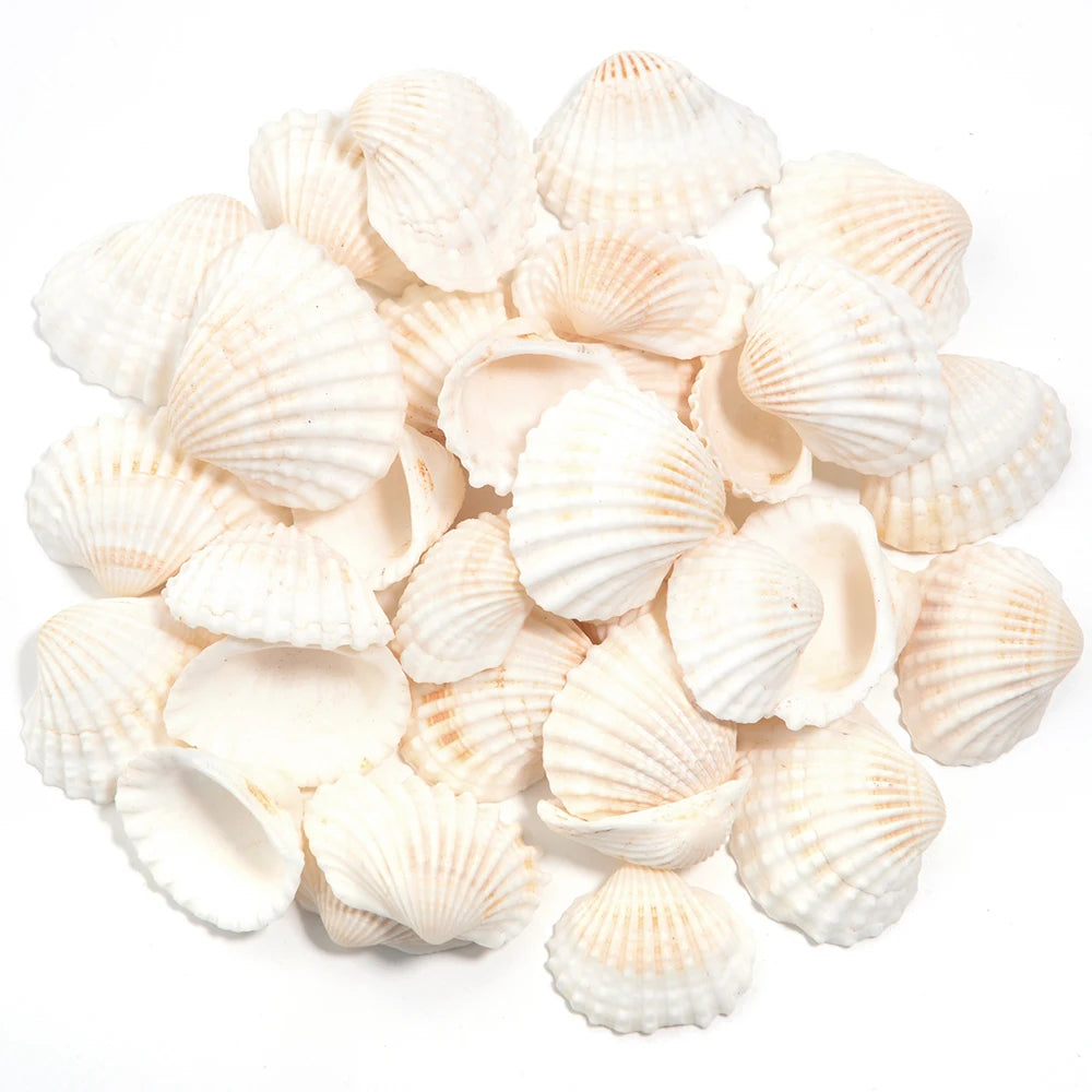 Perline Di Conchiglia Di Mare 30g 40g 50g Conchiglie A Spirale Distanziatori Per Artigianato Fai Da Te Decorazioni Casa