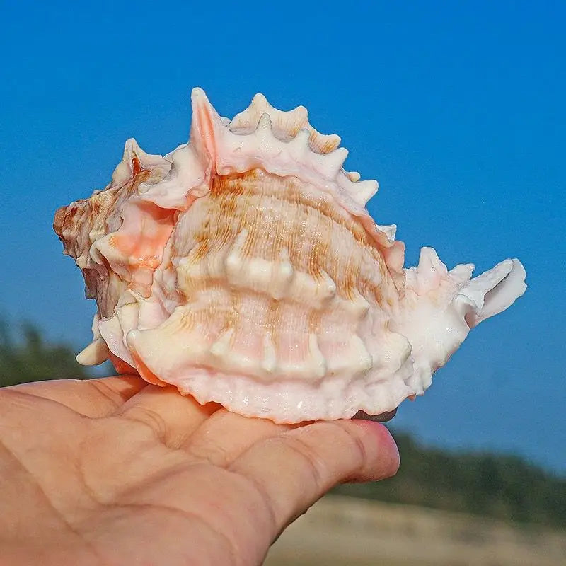Conchiglia Naturale Guscio Arrotolato Per Pesci E Granchi Eremita Sostitutivo Grande Decorazione Acquario Creativo