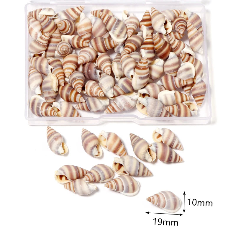 Scatola Conchiglia di Mare a Spirale Piccola Decorativa per Acquario Paesaggistico Fotografia