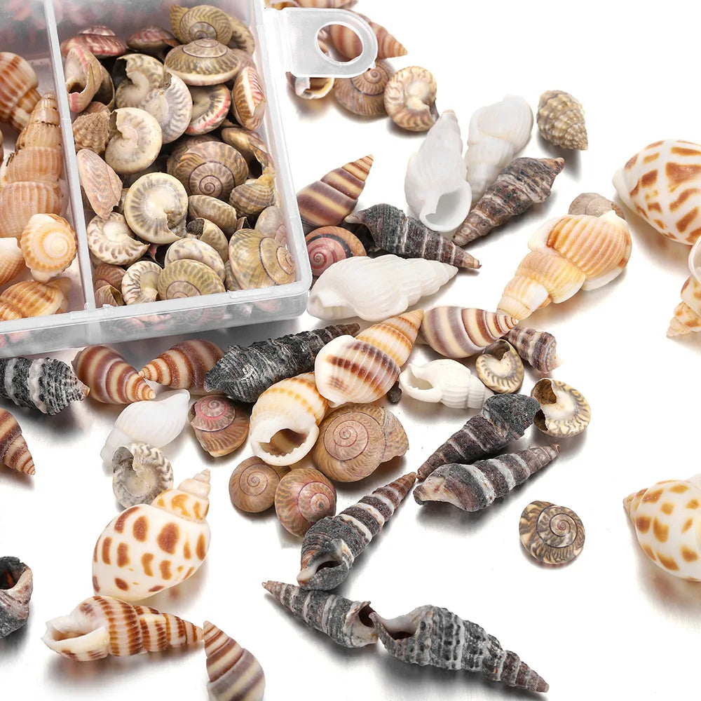 Scatola Di Conchiglie Di Mare Spirali Piccole Per Artigianato Decorazione Acquario Paesaggio Oggetti Scena Fotografia