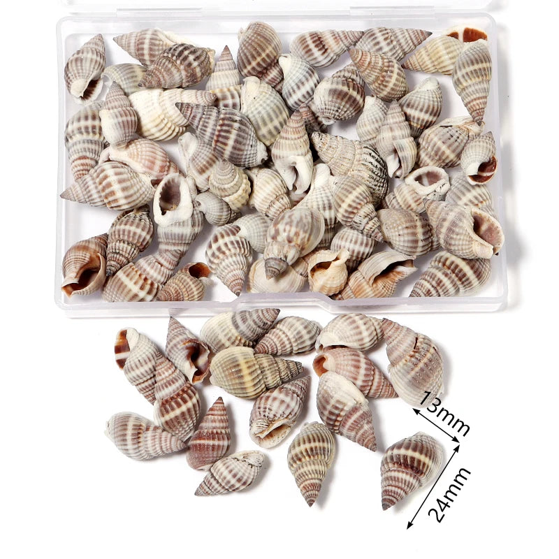 Scatola Conchiglia di Mare a Spirale Piccola Decorativa per Acquario Paesaggistico Fotografia