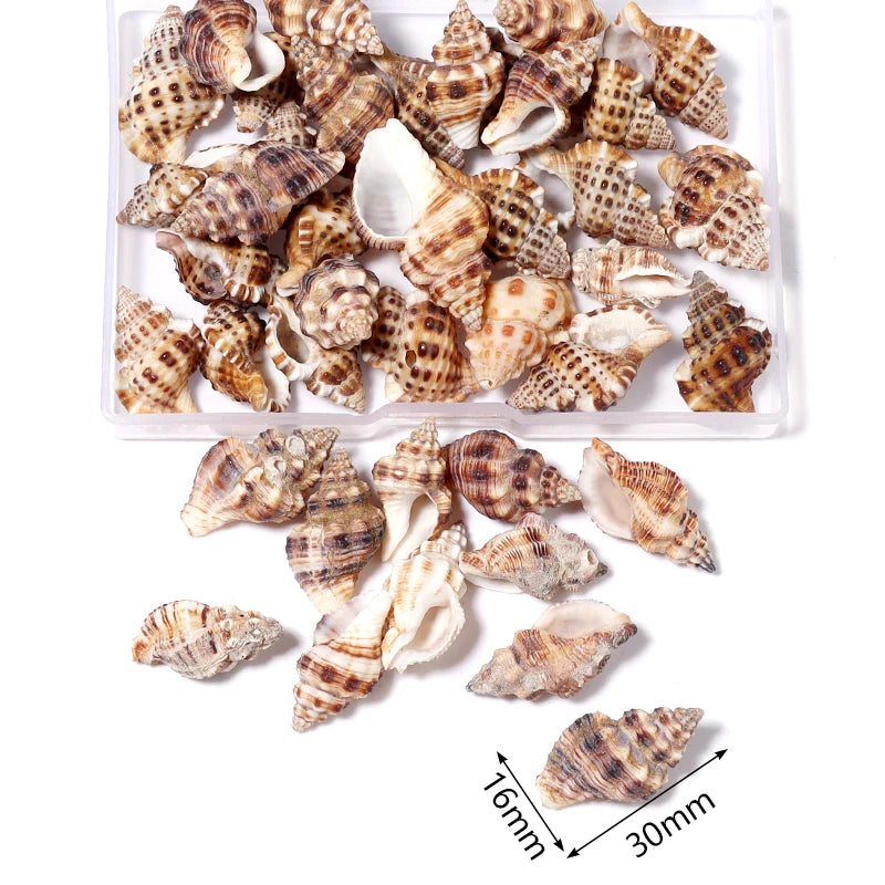 Scatola Conchiglia di Mare a Spirale Piccola Decorativa per Acquario Paesaggistico Fotografia