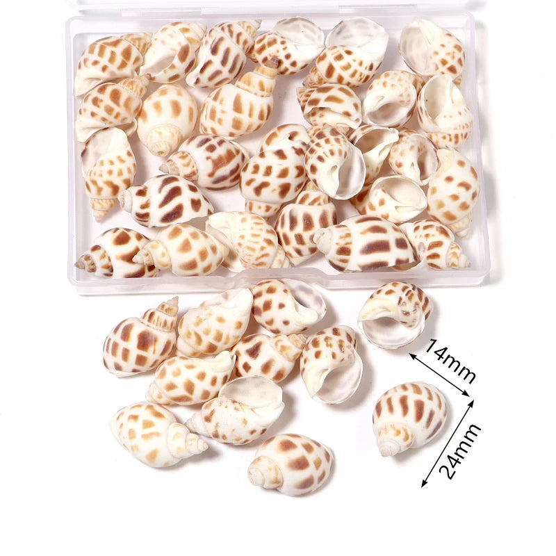 Scatola Conchiglie di Mare a Spirale Piccole per Decorazioni Acquario Accessori Paesaggistici Fotografia