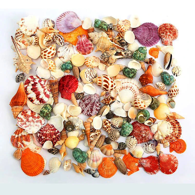 Conchiglie Di Mare Miste Dimensioni Da 200 A 250 Grammi Per Decorazioni Spiaggia Matrimonio Casa Acquario Diy