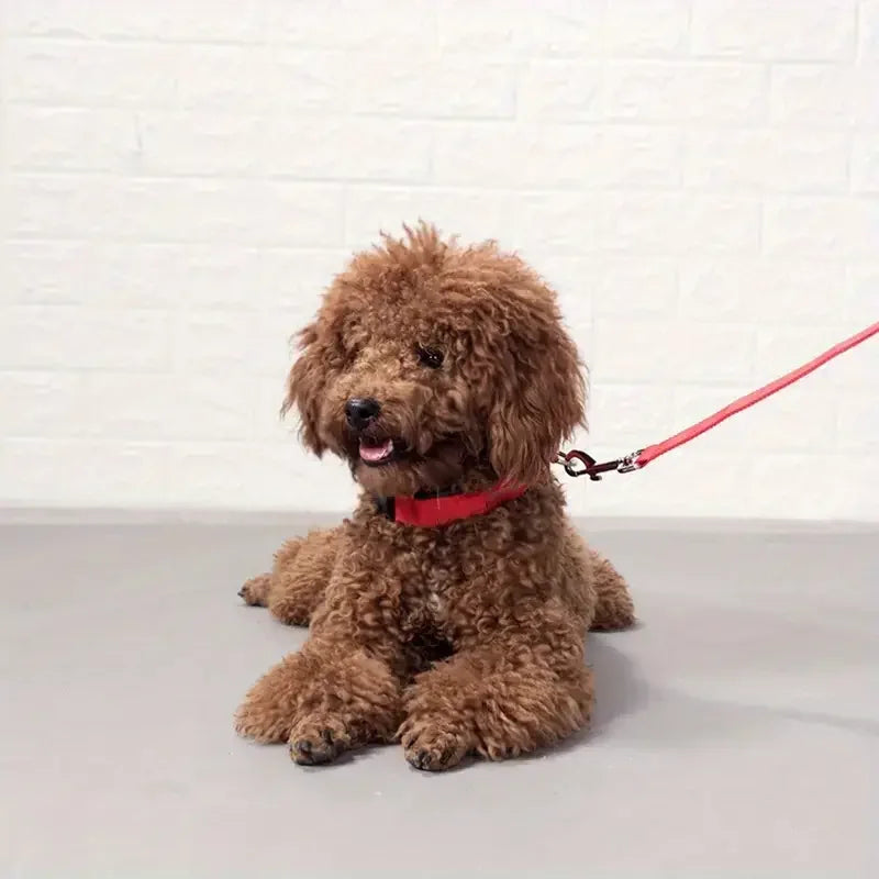 Guinzaglio per Cani in Nylon Led Sicurezza Notturna Lampeggiante Illumina al Buio Collare Fluorescente Luminoso