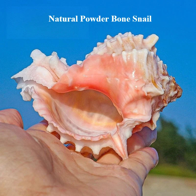 Conchiglia Naturale Guscio Arrotolato Per Pesci E Granchi Eremita Sostitutivo Grande Decorazione Acquario Creativo