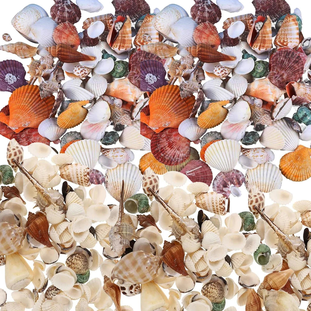 Conchiglie Di Mare Miste Dimensioni Da 200 A 250 Grammi Per Decorazioni Spiaggia Matrimonio Casa Acquario Diy