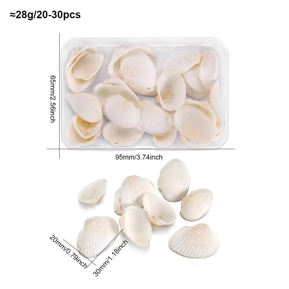 Scatola Di Conchiglie Di Mare Spirali Piccole Per Artigianato Decorazione Acquario Paesaggio Oggetti Scena Fotografia