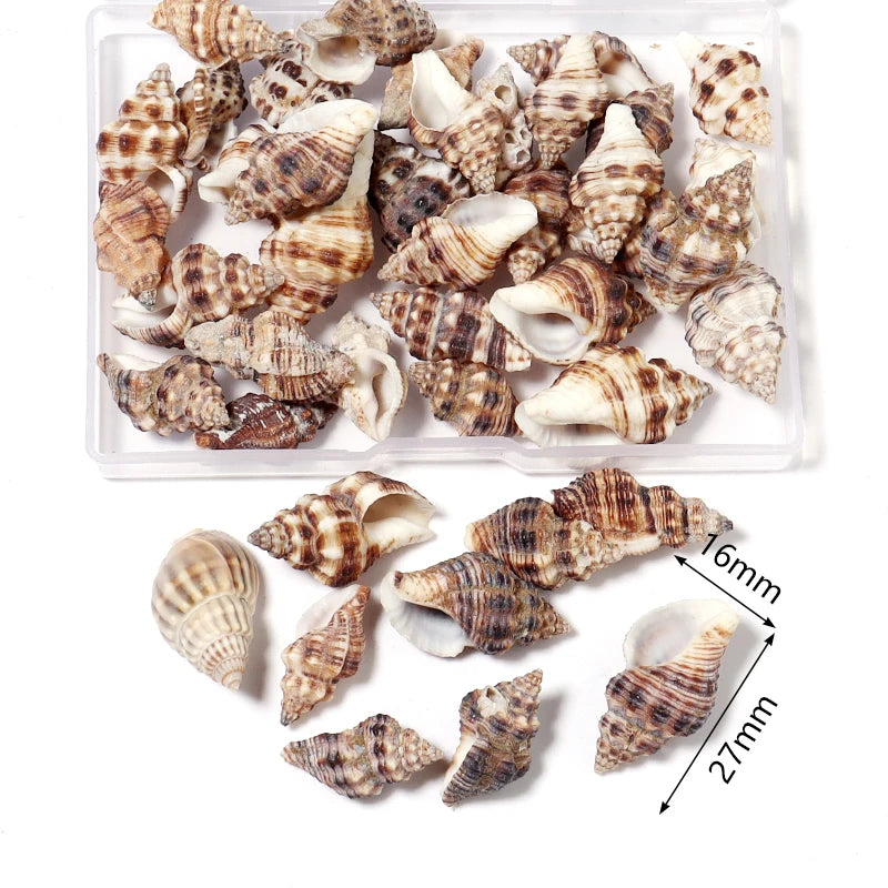 Scatola Conchiglia di Mare a Spirale Piccola Decorativa per Acquario Paesaggistico Fotografia