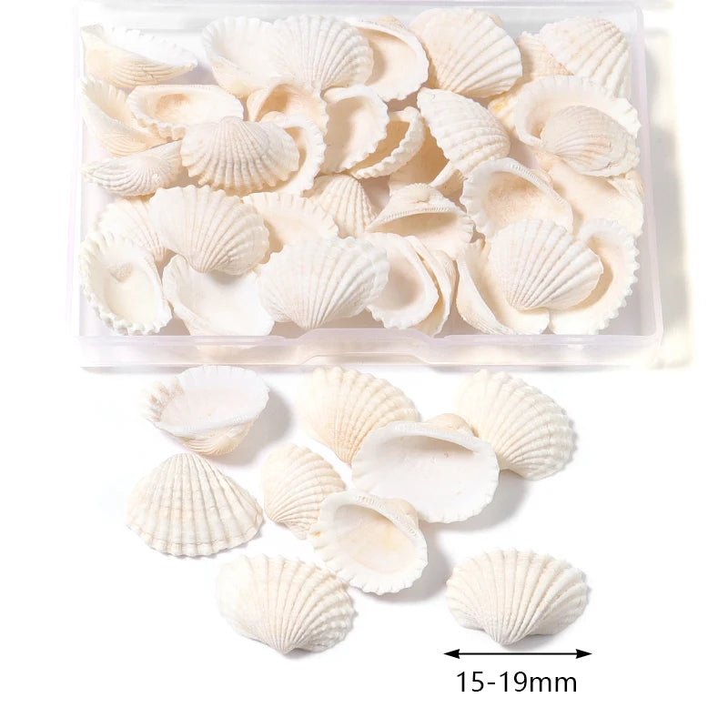 Scatola Conchiglie di Mare a Spirale Piccole per Decorazioni Acquario Accessori Paesaggistici Fotografia