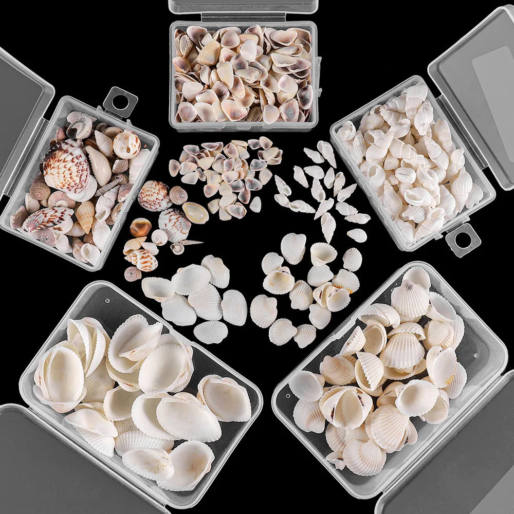 Scatola Di Conchiglie Di Mare Spirali Piccole Per Artigianato Decorazione Acquario Paesaggio Oggetti Scena Fotografia