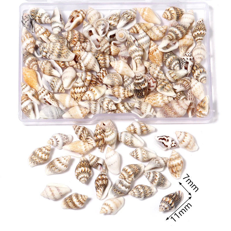 Scatola Conchiglie di Mare a Spirale Piccole per Decorazioni Acquario Accessori Paesaggistici Fotografia