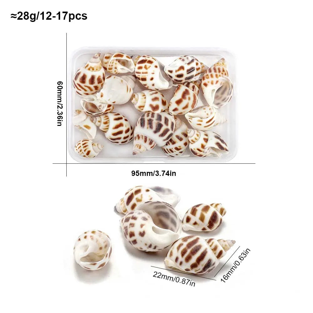 Scatola Di Conchiglie Di Mare Spirali Piccole Per Artigianato Decorazione Acquario Paesaggio Oggetti Scena Fotografia