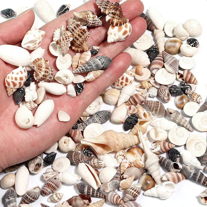 Scatola Conchiglia di Mare a Spirale Piccola Decorativa per Acquario Paesaggistico Fotografia