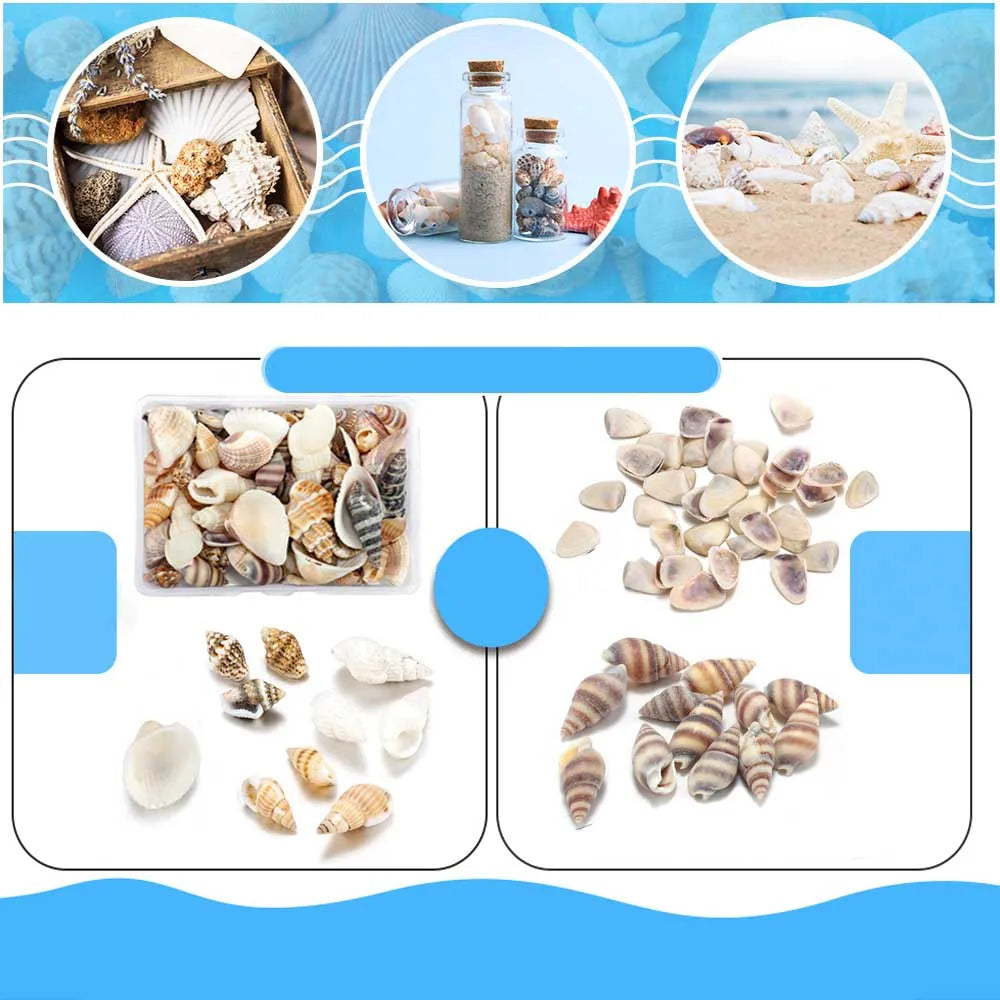Scatola Di Conchiglie Di Mare Spirali Piccole Per Artigianato Decorazione Acquario Paesaggio Oggetti Scena Fotografia