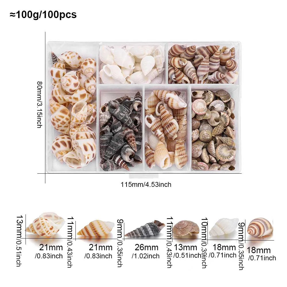 Scatola Di Conchiglie Di Mare Spirali Piccole Per Artigianato Decorazione Acquario Paesaggio Oggetti Scena Fotografia