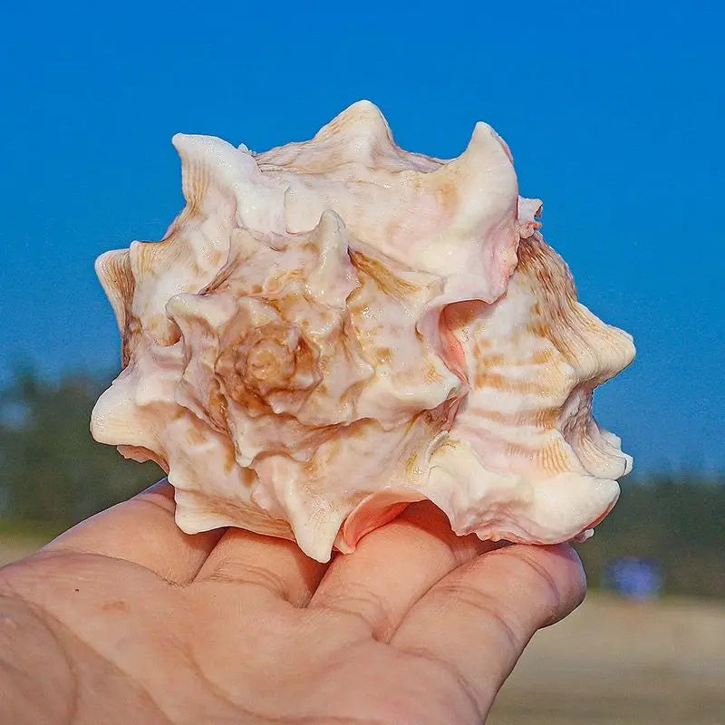 Conchiglia Naturale Guscio Arrotolato Per Pesci E Granchi Eremita Sostitutivo Grande Decorazione Acquario Creativo
